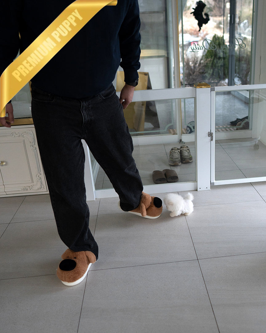 ASPEN - MALE - ROLLY TEACUP PUPPIES - TEACUP PUPPY FOR SALE