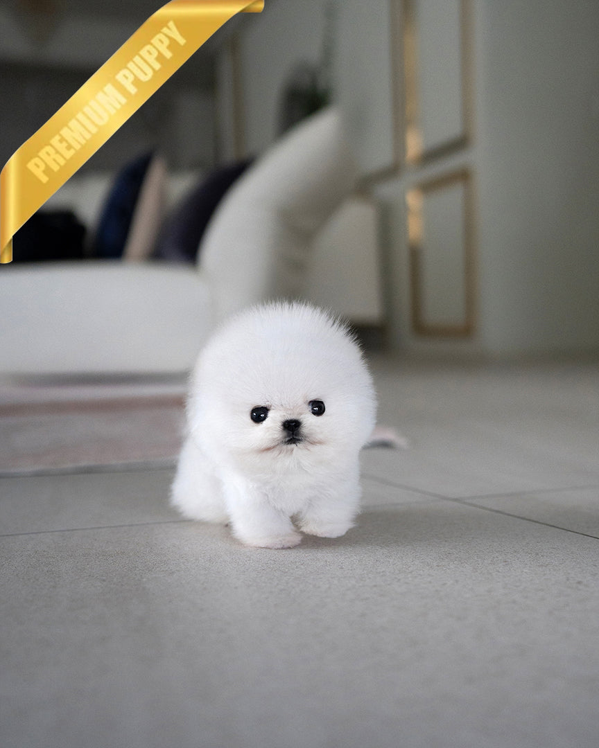 ASPEN - MALE - ROLLY TEACUP PUPPIES - TEACUP PUPPY FOR SALE