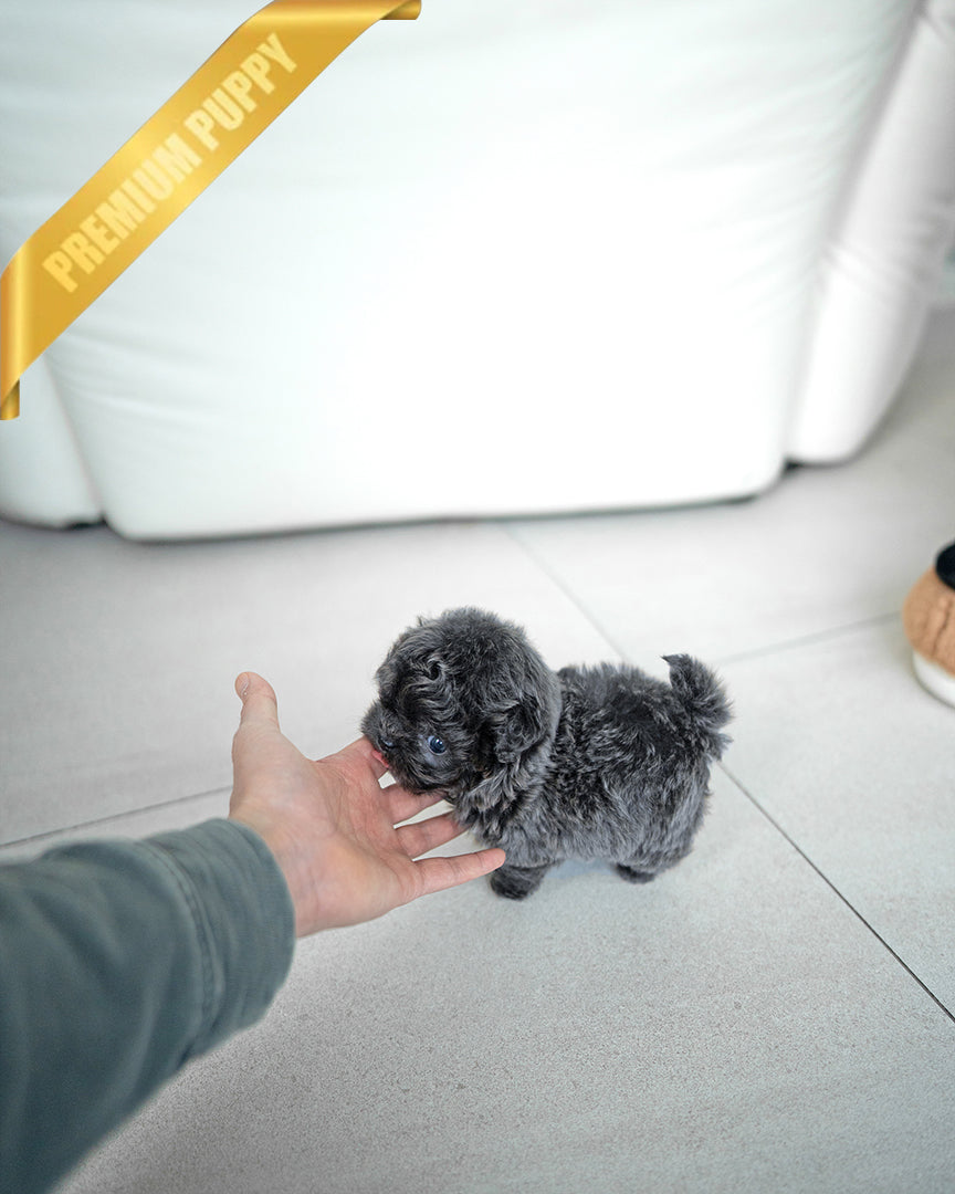 MELINA - FEMALE - ROLLY TEACUP PUPPIES - TEACUP PUPPY FOR SALE