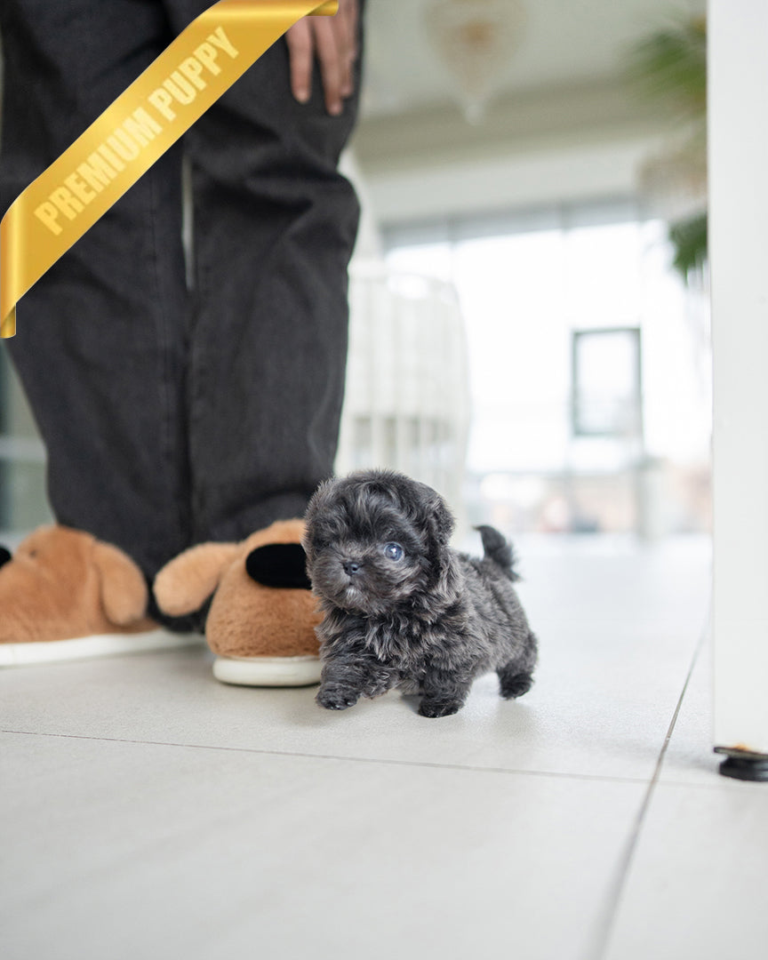 MELINA - FEMALE - ROLLY TEACUP PUPPIES - TEACUP PUPPY FOR SALE