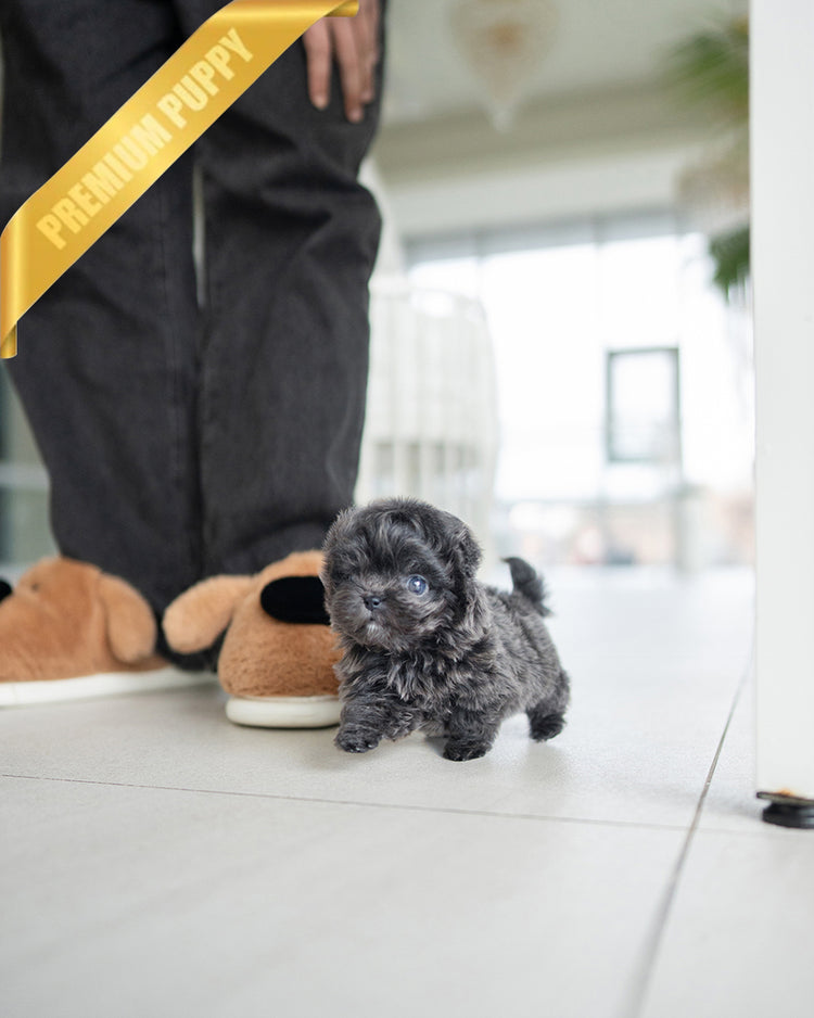 MELINA - FEMALE - ROLLY TEACUP PUPPIES - TEACUP PUPPY FOR SALE