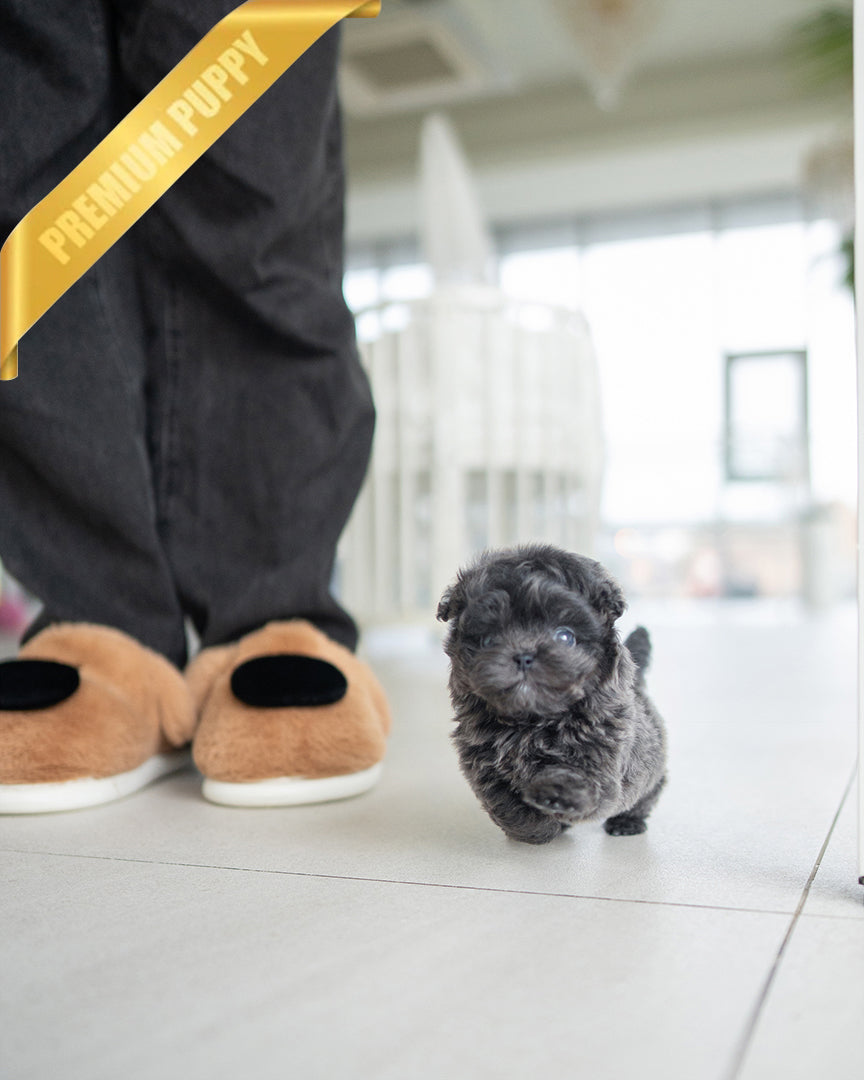 MELINA - FEMALE - ROLLY TEACUP PUPPIES - TEACUP PUPPY FOR SALE