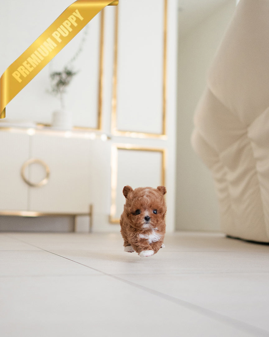 LYRA - FEMALE - ROLLY TEACUP PUPPIES - TEACUP PUPPY FOR SALE