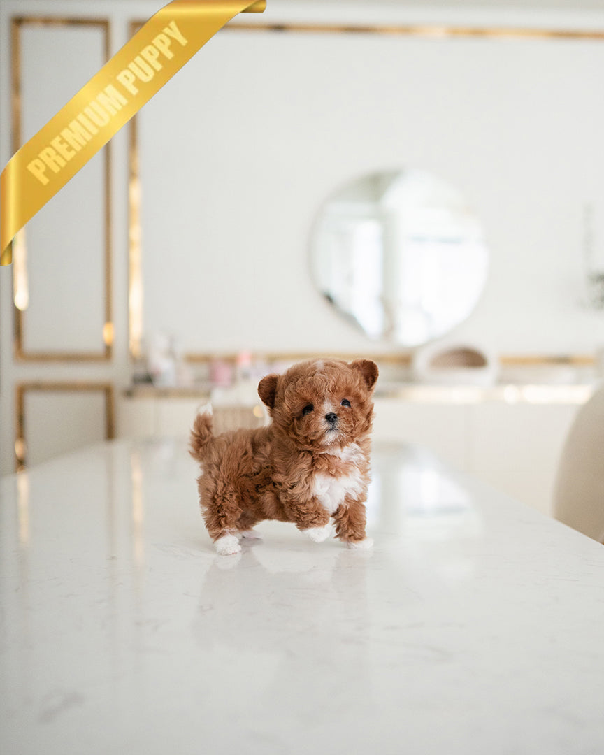 LYRA - FEMALE - ROLLY TEACUP PUPPIES - TEACUP PUPPY FOR SALE