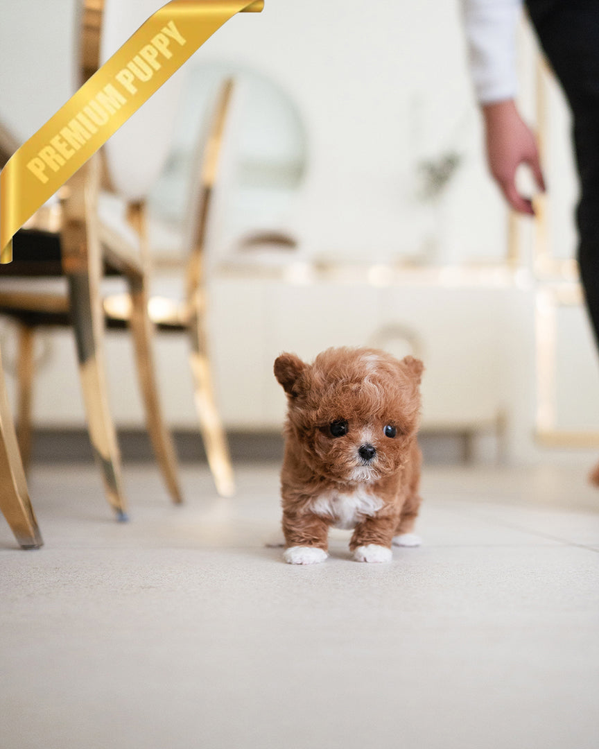 LYRA - FEMALE - ROLLY TEACUP PUPPIES - TEACUP PUPPY FOR SALE