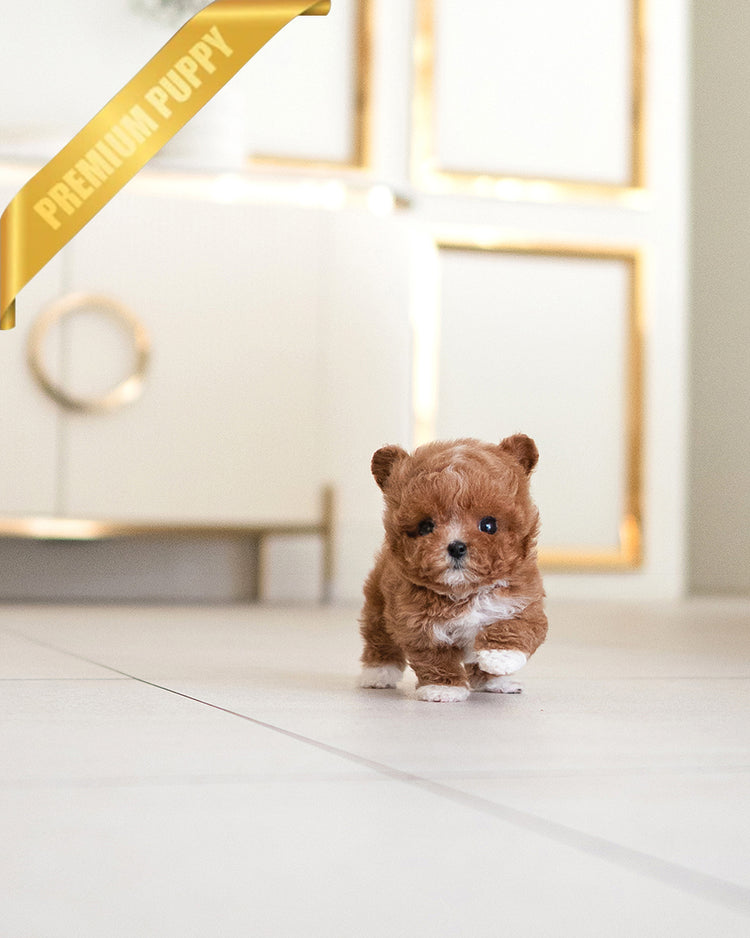 LYRA - FEMALE - ROLLY TEACUP PUPPIES - TEACUP PUPPY FOR SALE