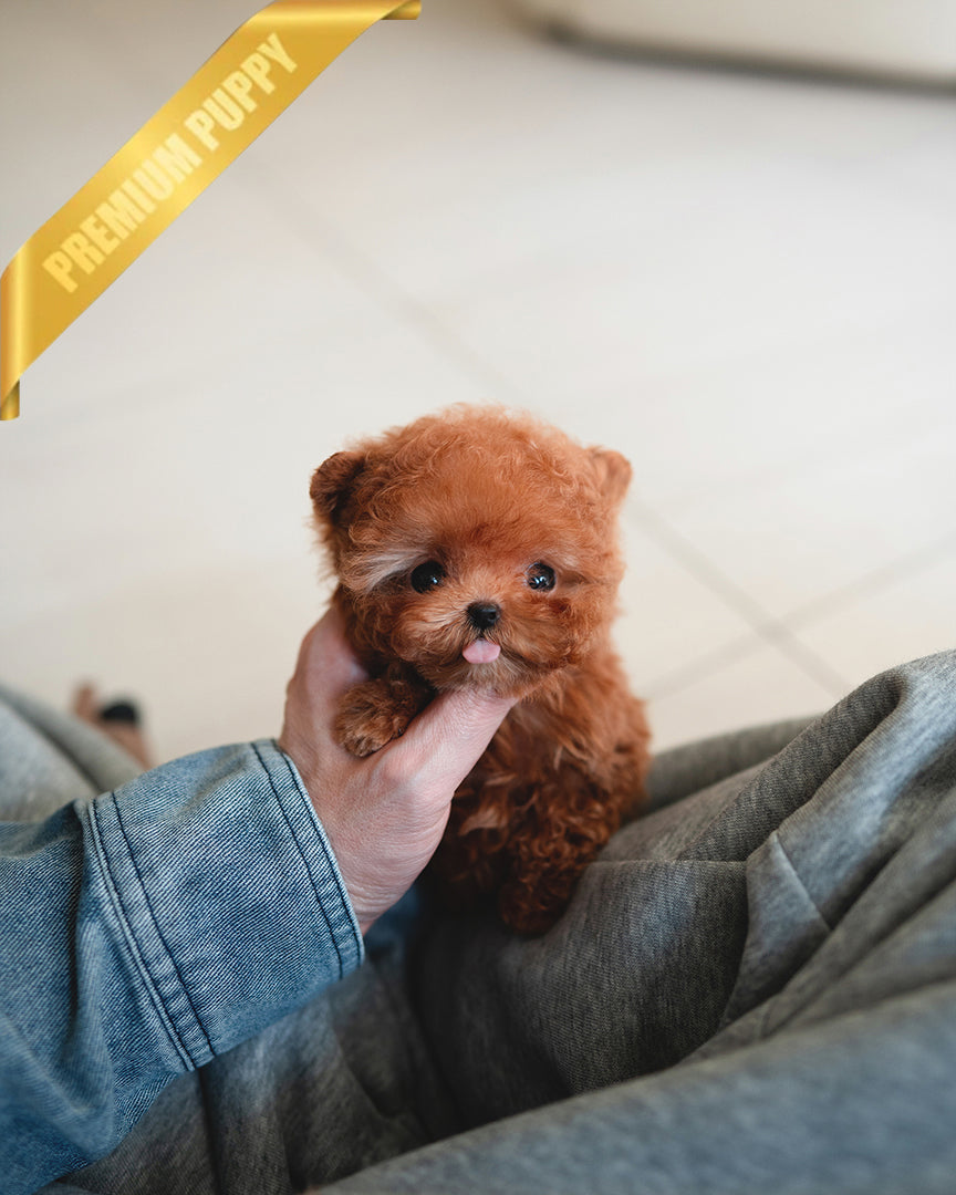 JENNIE - FEMALE (RESERVED by BRIANNA) - ROLLY TEACUP PUPPIES - TEACUP PUPPY FOR SALE