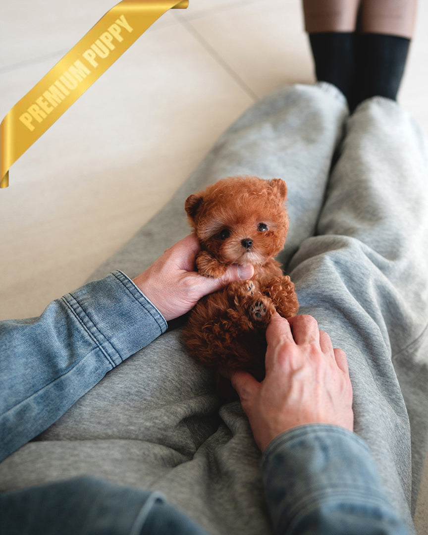 JENNIE - FEMALE (RESERVED by BRIANNA) - ROLLY TEACUP PUPPIES - TEACUP PUPPY FOR SALE