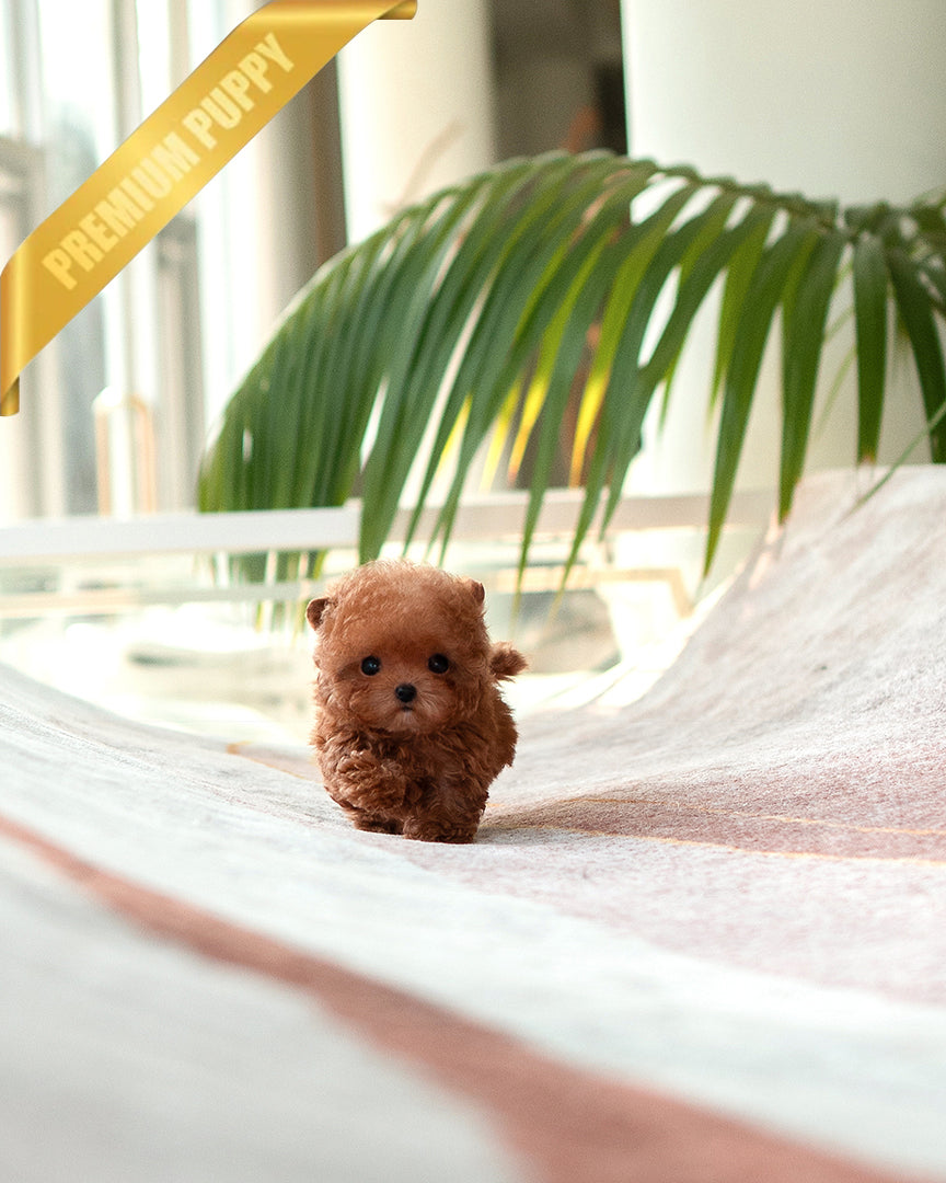 JENNIE - FEMALE (RESERVED by BRIANNA) - ROLLY TEACUP PUPPIES - TEACUP PUPPY FOR SALE