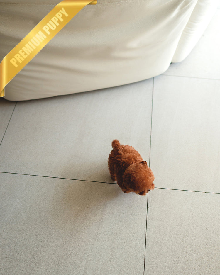 JENNIE - FEMALE (RESERVED by BRIANNA) - ROLLY TEACUP PUPPIES - TEACUP PUPPY FOR SALE