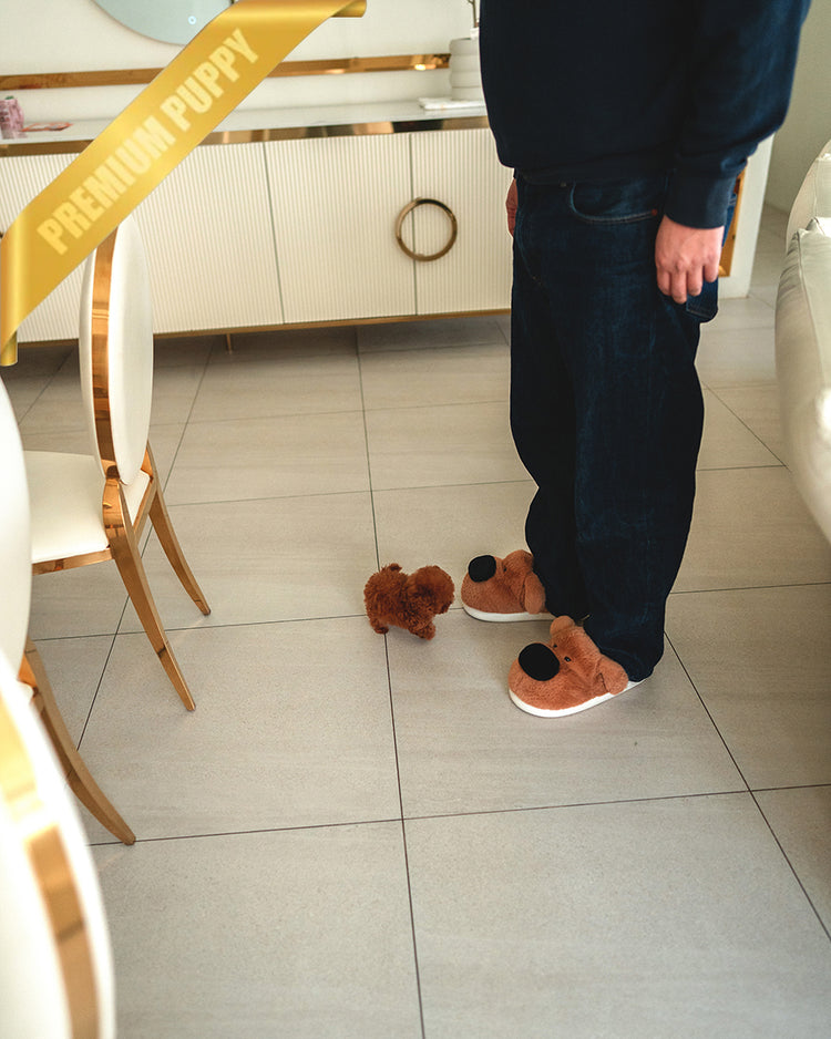 JENNIE - FEMALE (RESERVED by BRIANNA) - ROLLY TEACUP PUPPIES - TEACUP PUPPY FOR SALE