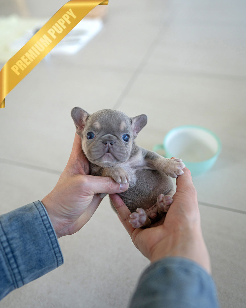 HUGO - MALE - ROLLY TEACUP PUPPIES - TEACUP PUPPY FOR SALE