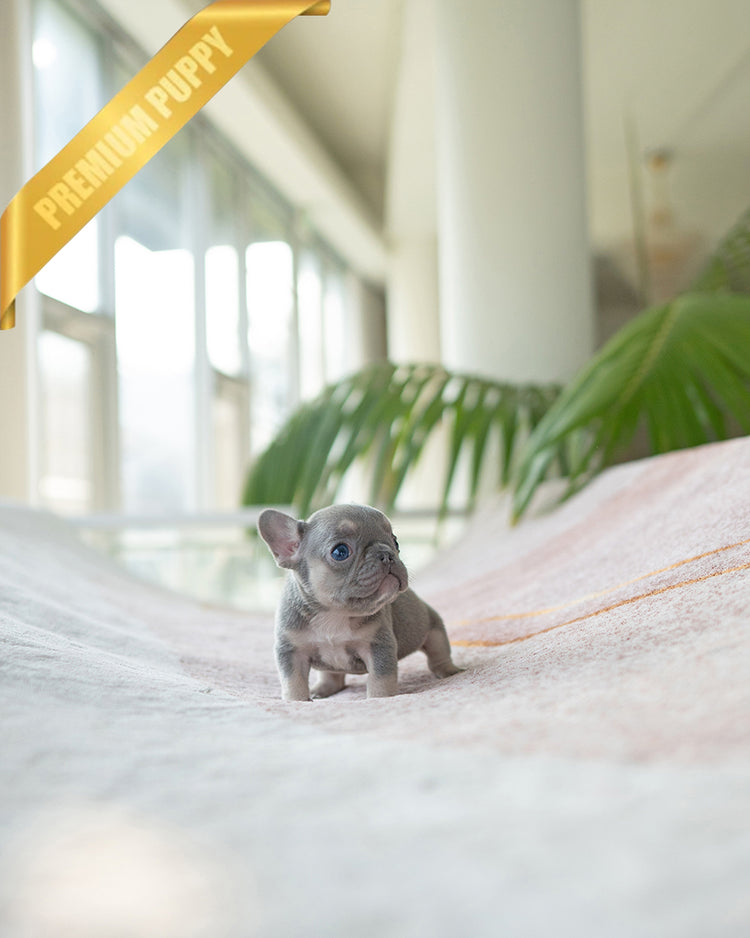 HUGO - MALE - ROLLY TEACUP PUPPIES - TEACUP PUPPY FOR SALE