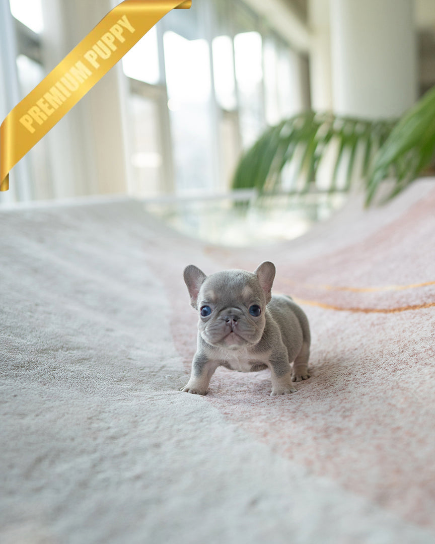 HUGO - MALE - ROLLY TEACUP PUPPIES - TEACUP PUPPY FOR SALE