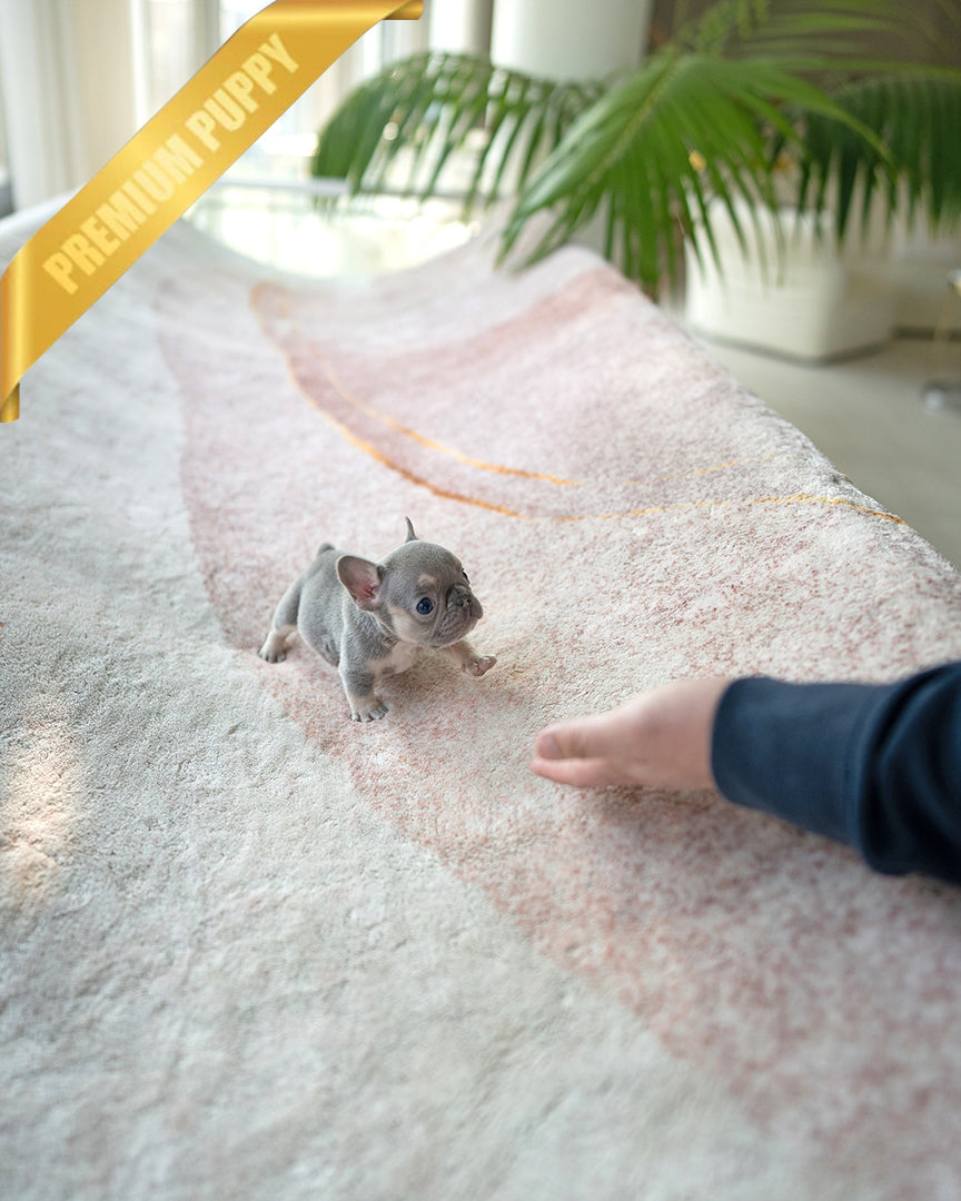 HUGO - MALE - ROLLY TEACUP PUPPIES - TEACUP PUPPY FOR SALE