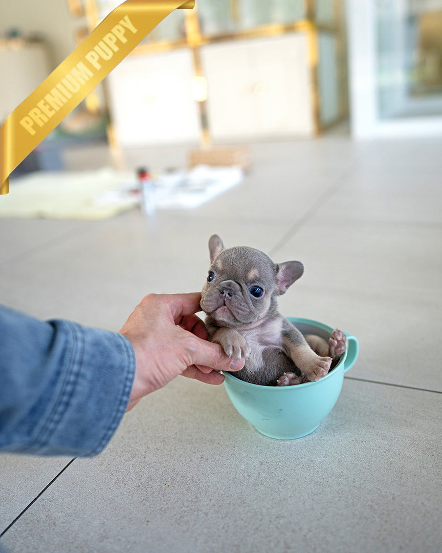 HUGO - MALE - ROLLY TEACUP PUPPIES - TEACUP PUPPY FOR SALE