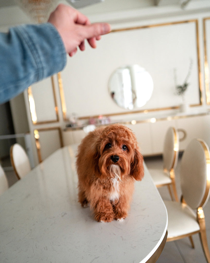 NUTMEG - FEMALE - ROLLY TEACUP PUPPIES - TEACUP PUPPY FOR SALE