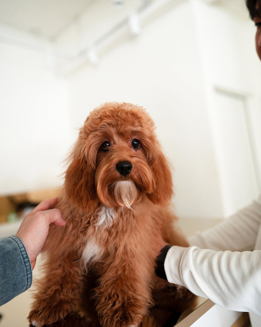 NUTMEG - FEMALE - ROLLY TEACUP PUPPIES - TEACUP PUPPY FOR SALE