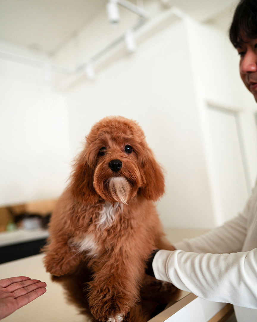 NUTMEG - FEMALE - ROLLY TEACUP PUPPIES - TEACUP PUPPY FOR SALE