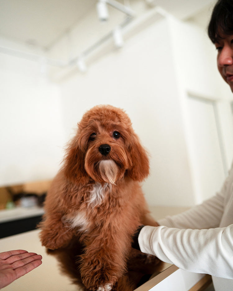 NUTMEG - FEMALE - ROLLY TEACUP PUPPIES - TEACUP PUPPY FOR SALE