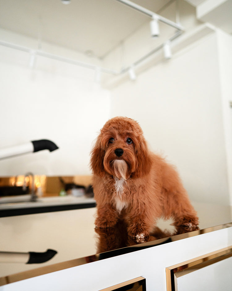 NUTMEG - FEMALE - ROLLY TEACUP PUPPIES - TEACUP PUPPY FOR SALE