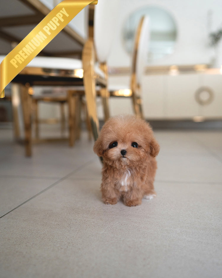 TOBY - MALE - ROLLY TEACUP PUPPIES - TEACUP PUPPY FOR SALE