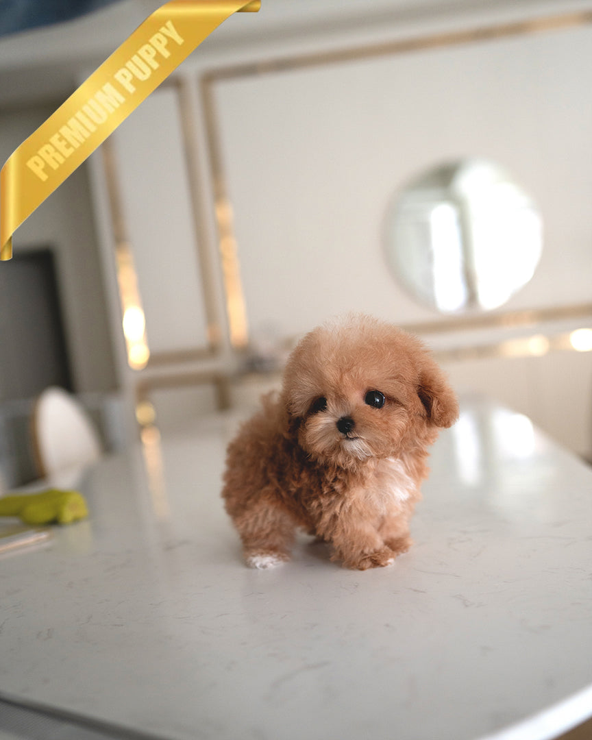 TOBY - MALE - ROLLY TEACUP PUPPIES - TEACUP PUPPY FOR SALE