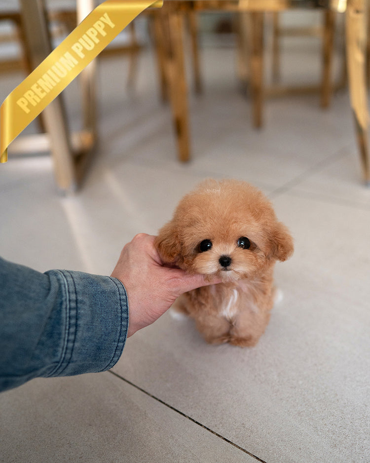 TOBY - MALE - ROLLY TEACUP PUPPIES - TEACUP PUPPY FOR SALE