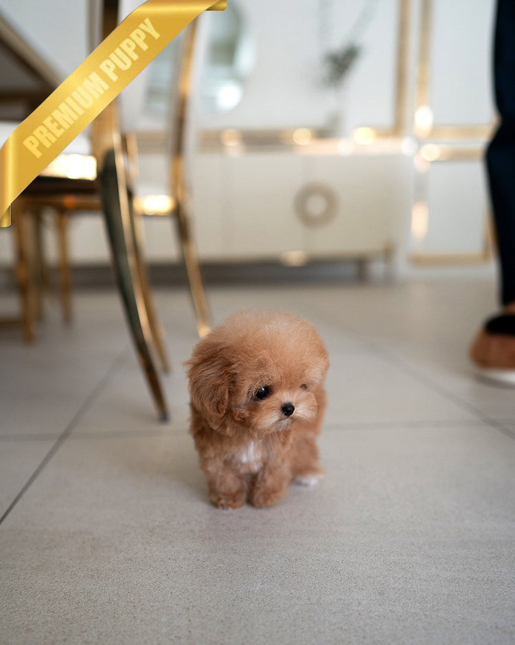 TOBY - MALE - ROLLY TEACUP PUPPIES - TEACUP PUPPY FOR SALE