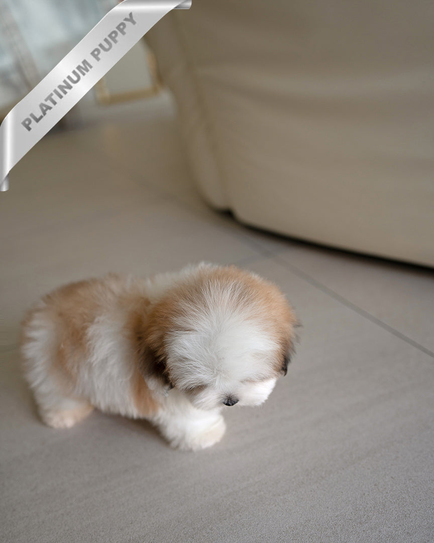 COLETTE - FEMALE - ROLLY TEACUP PUPPIES - TEACUP PUPPY FOR SALE