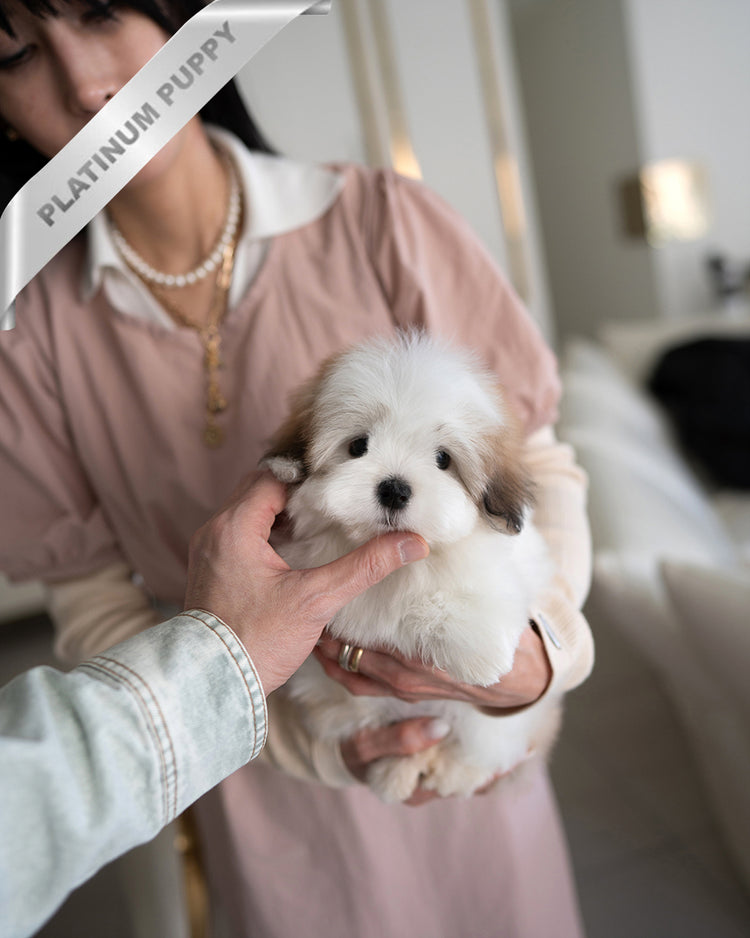 COLETTE - FEMALE - ROLLY TEACUP PUPPIES - TEACUP PUPPY FOR SALE