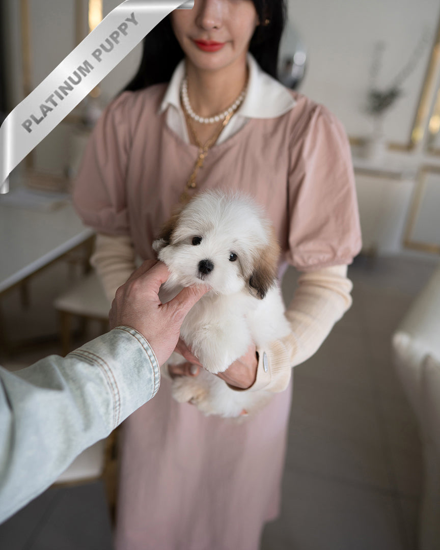 COLETTE - FEMALE - ROLLY TEACUP PUPPIES - TEACUP PUPPY FOR SALE