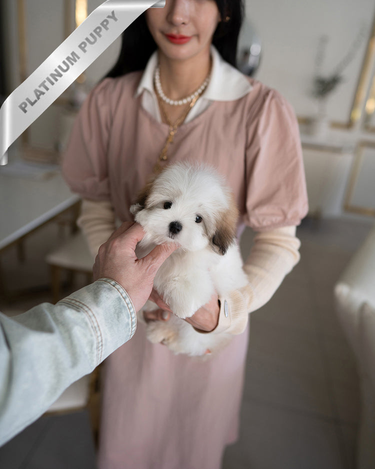 COLETTE - FEMALE - ROLLY TEACUP PUPPIES - TEACUP PUPPY FOR SALE