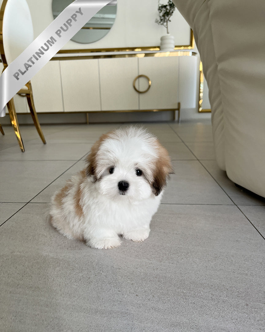 COLETTE - FEMALE - ROLLY TEACUP PUPPIES - TEACUP PUPPY FOR SALE
