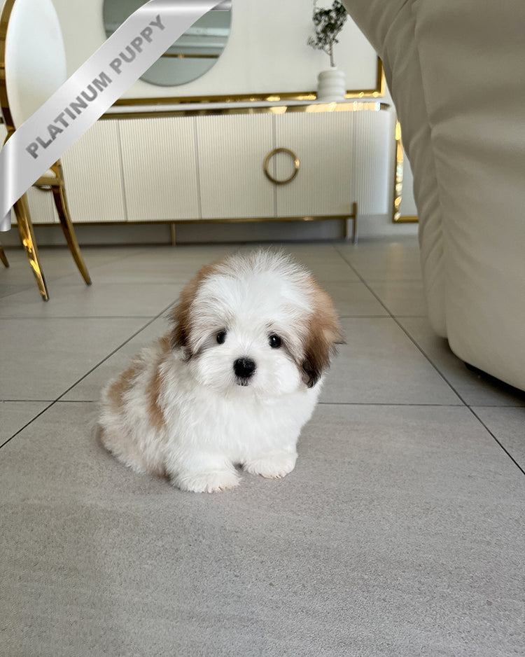 COLETTE - FEMALE - ROLLY TEACUP PUPPIES - TEACUP PUPPY FOR SALE