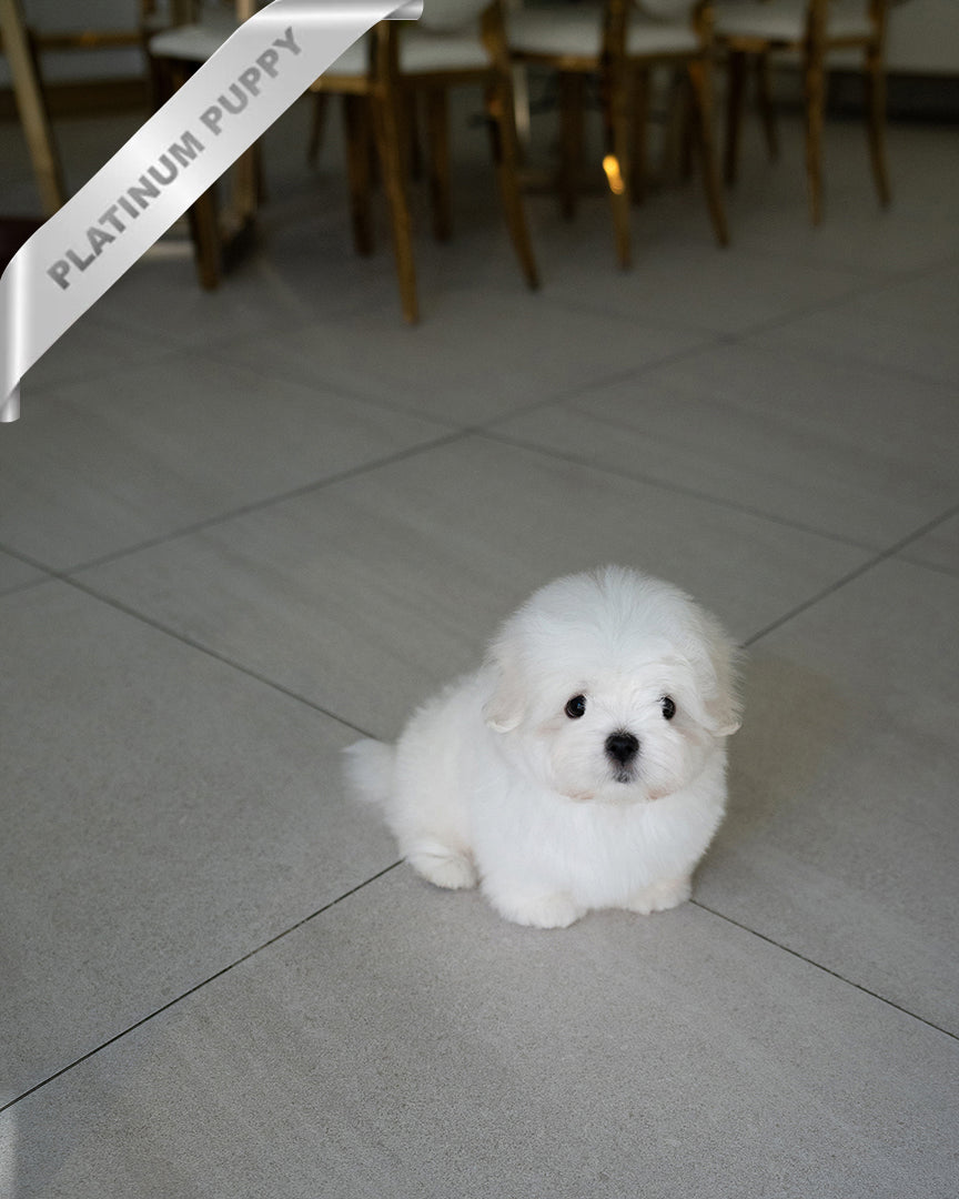 TEDDY - MALE - ROLLY TEACUP PUPPIES - TEACUP PUPPY FOR SALE