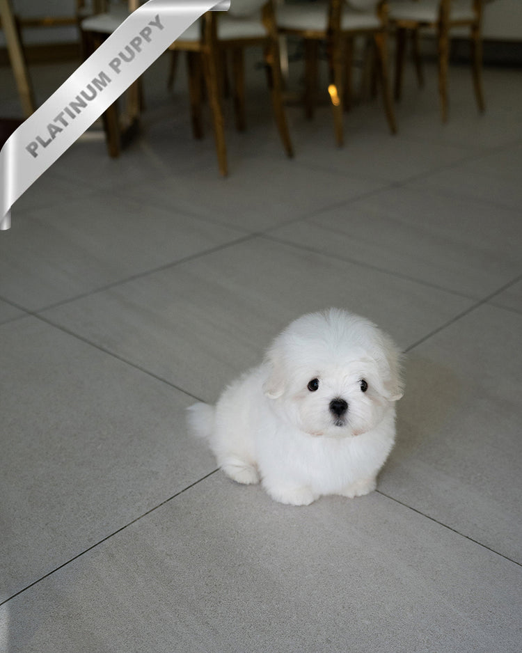 TEDDY - MALE - ROLLY TEACUP PUPPIES - TEACUP PUPPY FOR SALE