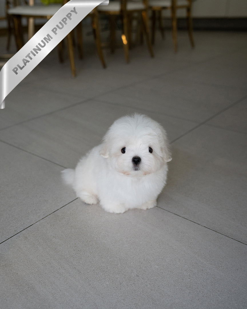 TEDDY - MALE - ROLLY TEACUP PUPPIES - TEACUP PUPPY FOR SALE