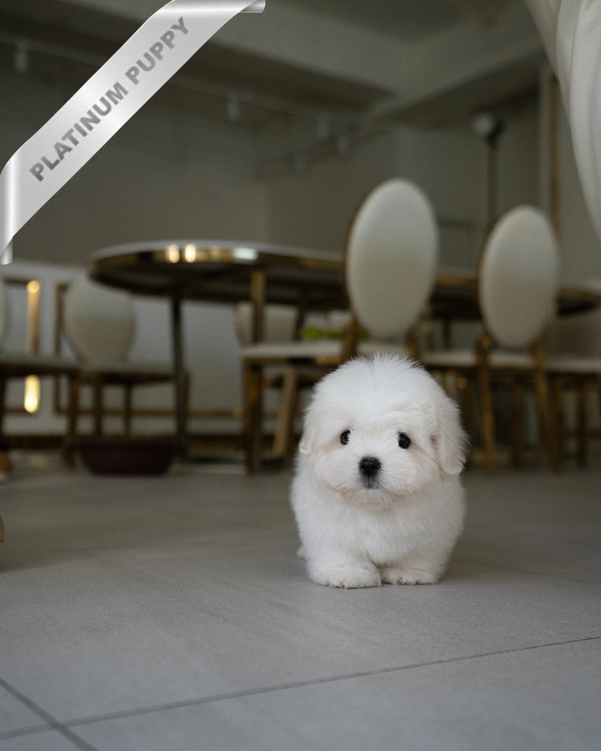 TEDDY - MALE - ROLLY TEACUP PUPPIES - TEACUP PUPPY FOR SALE