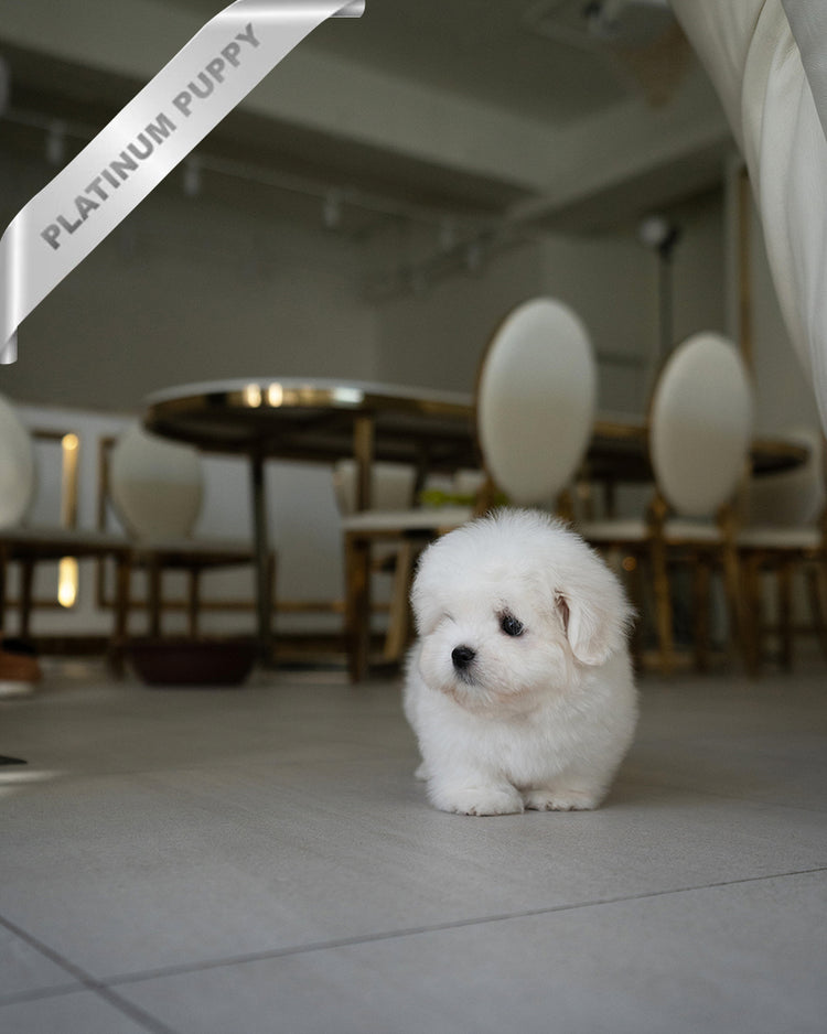 TEDDY - MALE - ROLLY TEACUP PUPPIES - TEACUP PUPPY FOR SALE