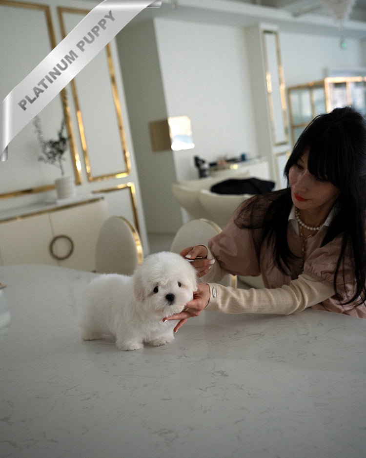 TEDDY - MALE - ROLLY TEACUP PUPPIES - TEACUP PUPPY FOR SALE