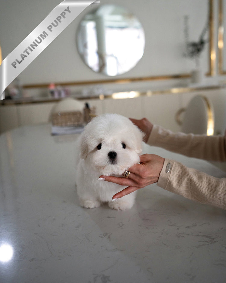 TEDDY - MALE - ROLLY TEACUP PUPPIES - TEACUP PUPPY FOR SALE