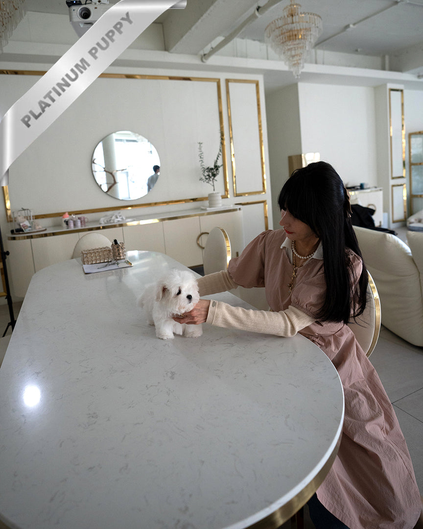 ENZO - MALE - ROLLY TEACUP PUPPIES - TEACUP PUPPY FOR SALE