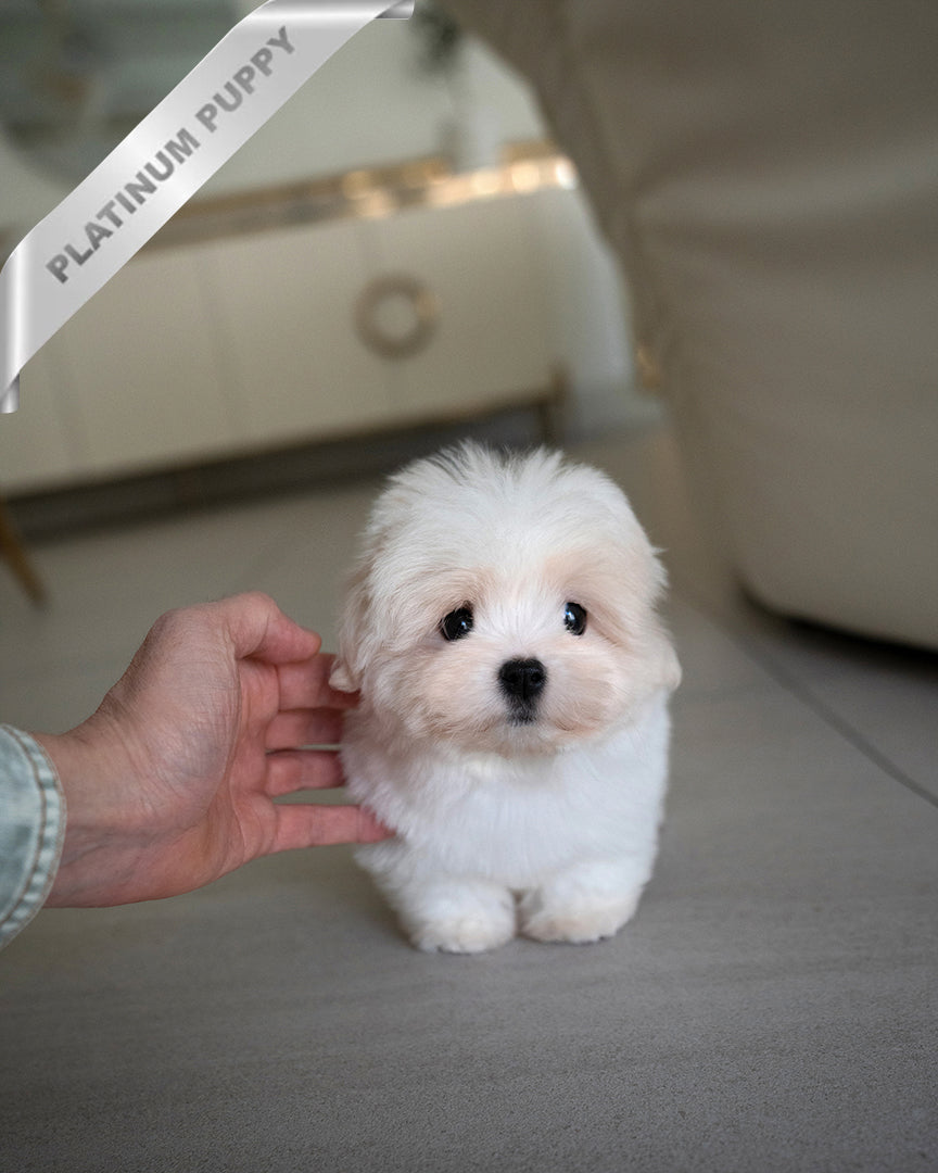 ENZO - MALE - ROLLY TEACUP PUPPIES - TEACUP PUPPY FOR SALE