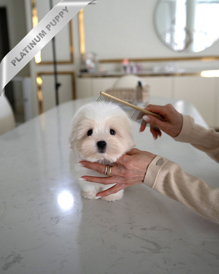 ENZO - MALE - ROLLY TEACUP PUPPIES - TEACUP PUPPY FOR SALE