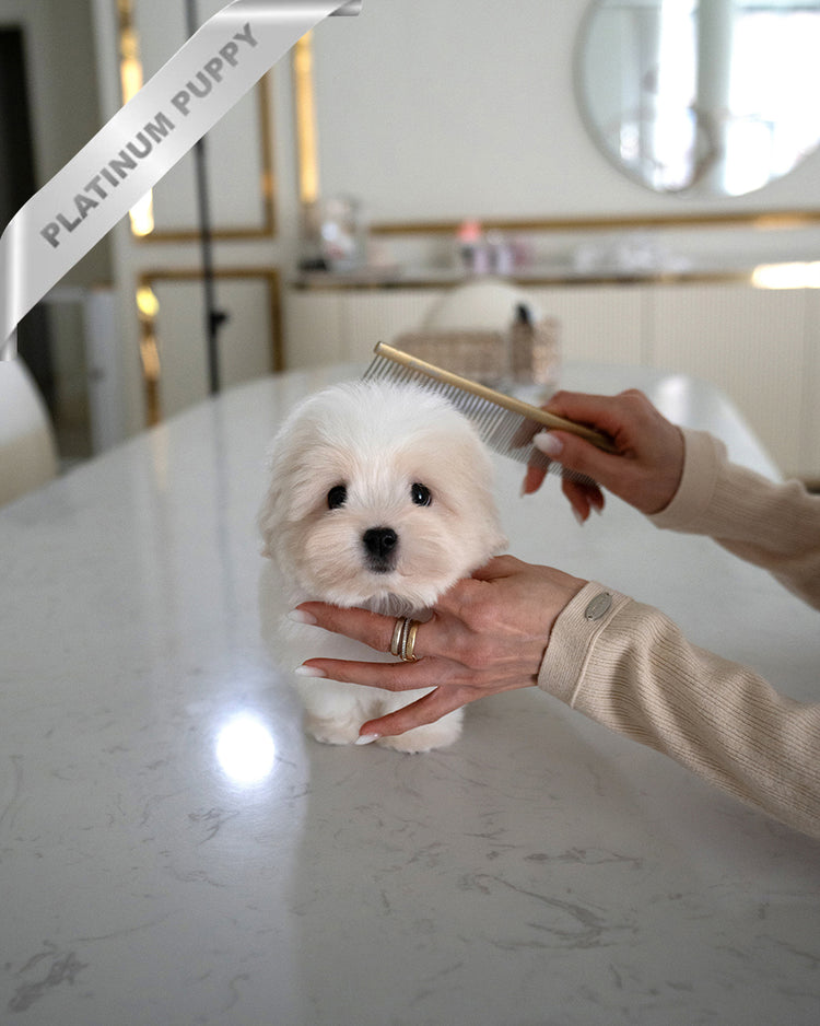 ENZO - MALE - ROLLY TEACUP PUPPIES - TEACUP PUPPY FOR SALE