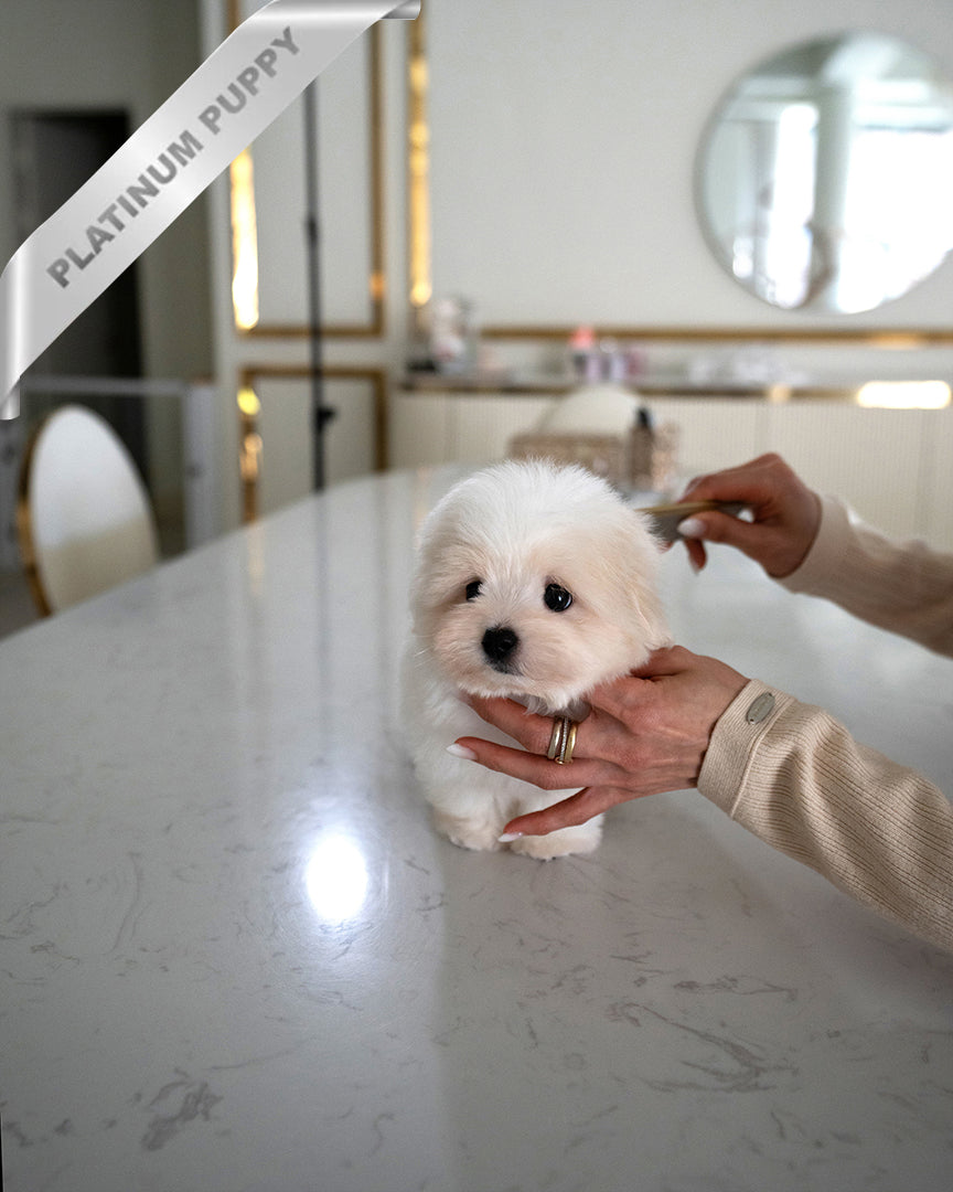 ENZO - MALE - ROLLY TEACUP PUPPIES - TEACUP PUPPY FOR SALE