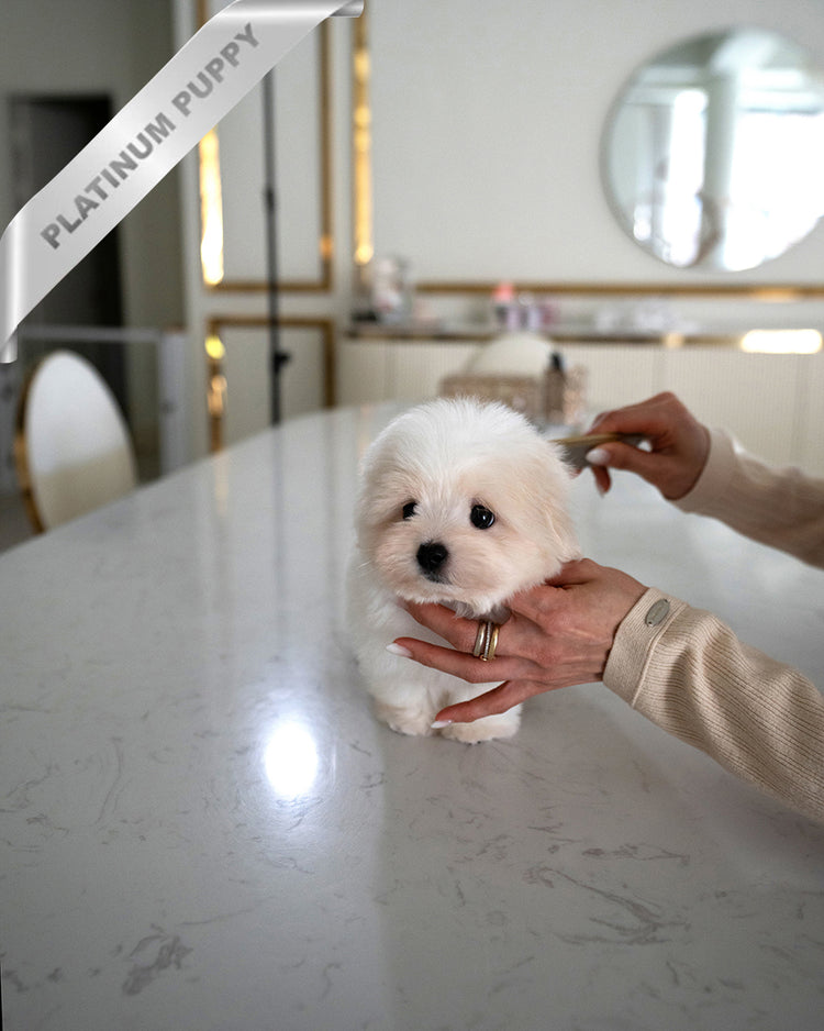 ENZO - MALE - ROLLY TEACUP PUPPIES - TEACUP PUPPY FOR SALE