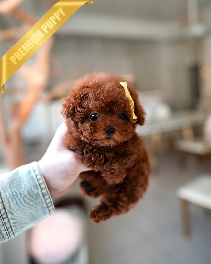 JENNIE - FEMALE - ROLLY TEACUP PUPPIES - TEACUP PUPPY FOR SALE