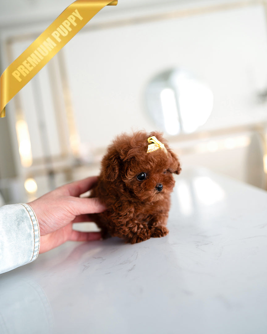 JENNIE - FEMALE - ROLLY TEACUP PUPPIES - TEACUP PUPPY FOR SALE